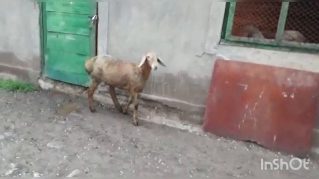 +996 778 455 405 цена договорная, 5 мес, ярка ягненок, г.Кара-балта смотреть онлайн