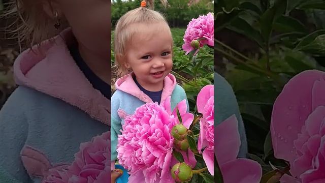 Зацвели пионы и первый урожай земляники ??#жизньвдеревне #пион #летовдеревне #деревня смотреть онлайн