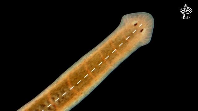 4-е СОСТОЯНИЕ ЖИЗНИ. Биоплазма и Биоэлектричество. (Все части) - ВЕРСАДОКО смотреть онлайн