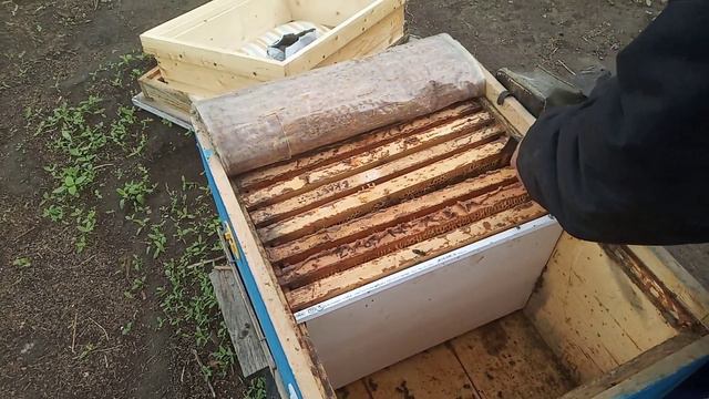 Часть 2 . Результат первой прививки . смотреть онлайн