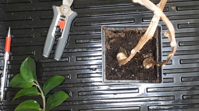 Замиокулькас размножение. Стеблем без листьев! Укоренение замиокулькаса. Замиокулькас из листа