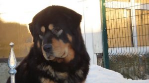 Задумчивая дама тибетский мастиф #tibetanmastiff #тибетскиймастиф