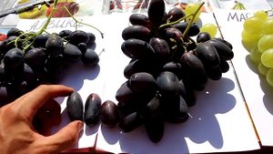 Алвика и  Велика - сравнение. Г.ф. Мастер 2018г.