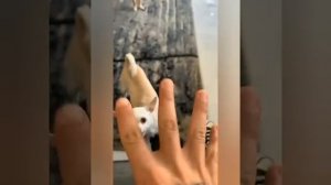 ?the most angry nikki chihuahua compilation। chihuahua dog #1। Fanny chihuahua TV