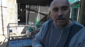 Внимание ! Сколько лет живут голуби ?