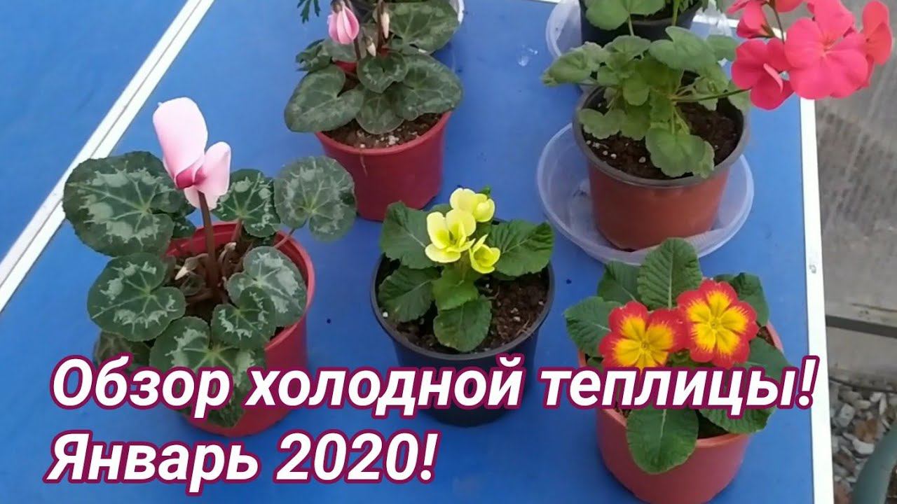 Обзор холодной теплицы. Январь 2020.