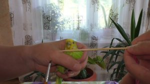 Попугайчик ЗАБОЛЕЛ 🛏️ Лечим Гошу 💊