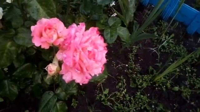 Черенкование роз 2 смотреть онлайн