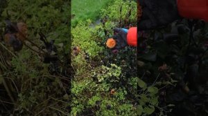 Как размножать однолетние георгины.