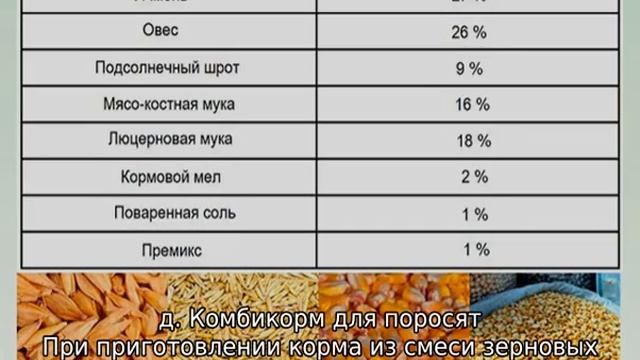 Чем кормить вьетнамских поросят