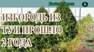 Живая изгородь из туи брабант,результат посадки туи через 2 года.Питомник "Хвойный дворик"