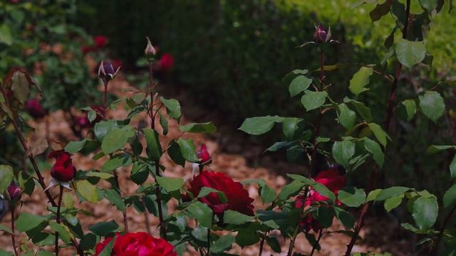 Jubilé PAPA MEILLAND®️ MEIceazar смотреть онлайн