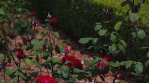 Jubilé PAPA MEILLAND®️ MEIceazar