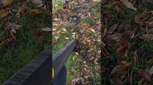 отзыв о пылесосе champion EB3510