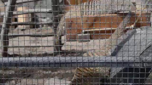 Санкт-Петербург зоопарк (Харза - интересный зверек!) смотреть онлайн