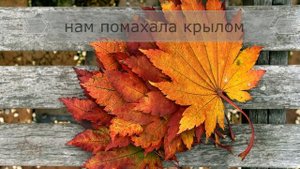 Осень рыжая кошка