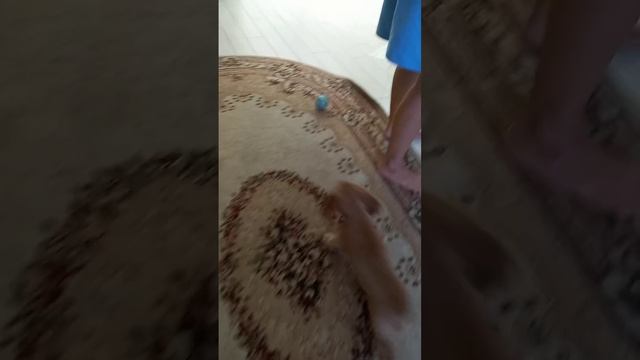 друг Кеши! и Муси, англ. кокеры спаниэли очень хорошо ладят с другими животнами!