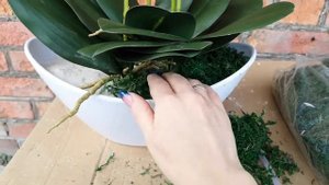 Сегодня завершающее видео по посадке искусственной орхидеи в кашпо.