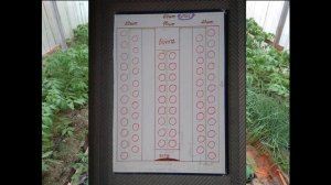 Схема посадки томатов в теплице 3,6 м на 6 м.
