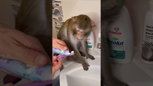 Чистим зубки обезьянке Чите смотреть онлайн