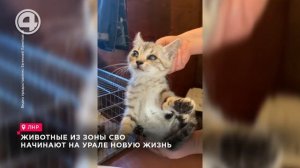 Животные из зоны СВО начинают на Урале новую жизнь