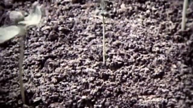 Развитие растения из семени смотреть онлайн