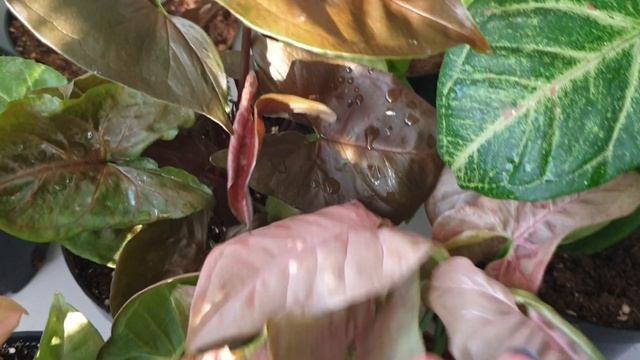 Обзор сингониумов смотреть онлайн