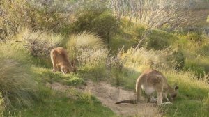 The Kangaroo is the World's Largest Hopping Animal | Natural Beauty