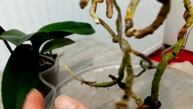 Новые Орхидеи! Карина (Африканский закат) и Нектарин. Обзор и пересадка.