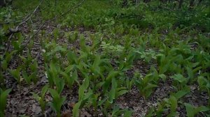 наслаждайся и дыши, распустились ландыши