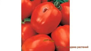 Томат обыкновенный Коррида (korrida) ? томат Коррида обзор: как сажать семена томата Коррида