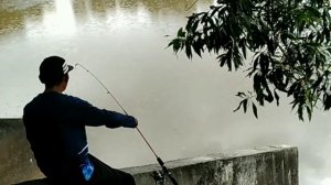 Syok mancing di sarang ikan nila/talipia #ikannila #ikantalipia #mujair #talipia #nila