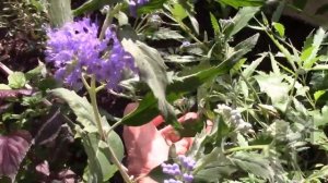 Кариоптерис, синяя борода, синий туман! Caryopteris!