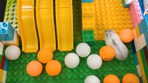 Hamster OBSTACLE COURSE MAZE ??? Hamster in Lego Labyrinth Robot