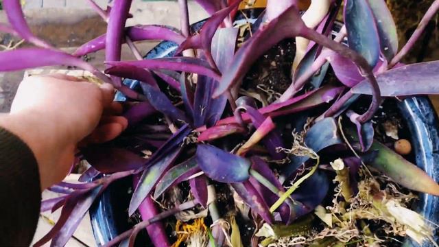 HOW TO TAKE CUTTINGS FROM OUTDOOR PLANTS. GARDEN PLANTS YOU CAN BRING INSIDE! | Gardening in Canada смотреть онлайн