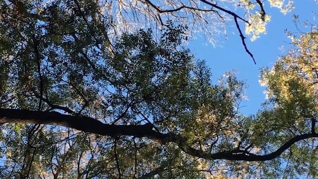 Звуки Природы Для Сна И Снятие Стресса | Nature Sounds Night Forest Nature Sleep & Stress Relief смотреть онлайн