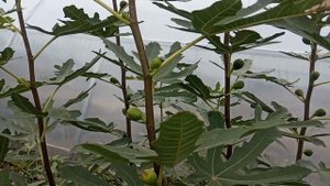Брунсвик инжир. После суровой зимы без укрытия. Brunswick fig