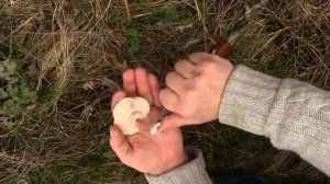 Календарь грибника 2023: Первые весенние грибы - рядовка лиловоногая (синеножка). Грибы на Кубани.