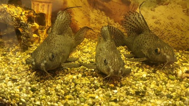 Зоомагазин 🦜🐠🦦 Полный Релакс 🐹🐰🐇Купили Новый Корм для Лимона смотреть онлайн