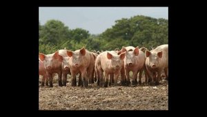 Свиноводство как бизнес: с чего начать, рентабельность