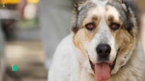 Kangal VS Alabai Who’s the King of the Canines