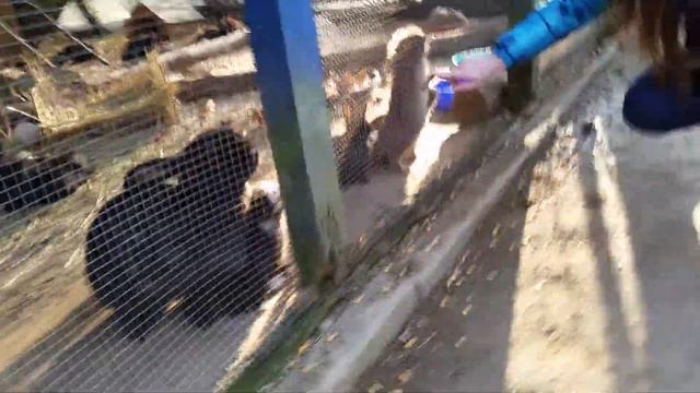 Pekinese im Zoo Teil 3 смотреть онлайн