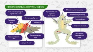 Земноводные: дыхательная, кровеносная, нервная система, размножение и развитие