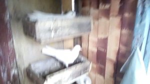 Бакинские бойные голуби | обзор