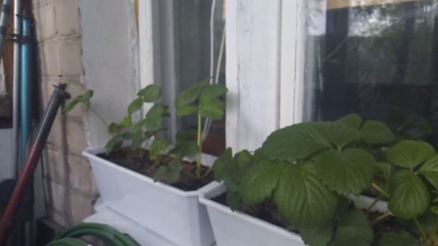 10 мая 2021 г. Как вырастить клубнику на балконе смотреть онлайн