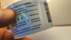 Живое аквариумное растение Лагенандра меебольда красная меристемное