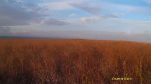 Охота на перепела в Крыму
