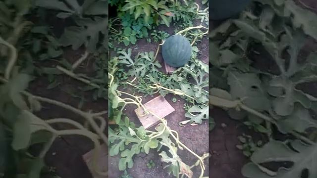 Уход за арбузами. Как правильно прищипывать арбузы. Пошаговая инструкция. смотреть онлайн