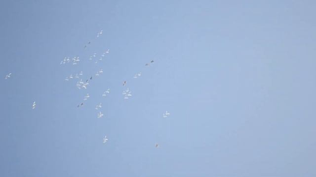 ГОН ПЕРМСКИХ ВЫСОКОЛЁТНЫХ ГОЛУБЕЙ. ВЕСНА 2019.