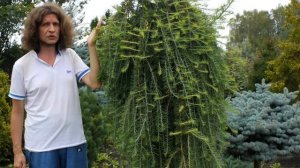 Плакучая лиственница I Larix decidua Pendula
